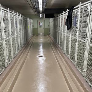 dog kennel floors