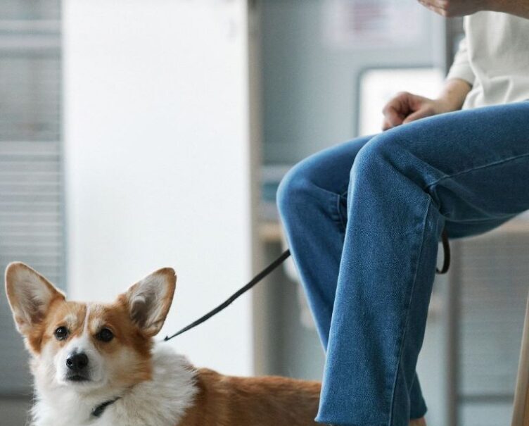 dog kennel flooring